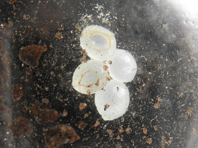 eggs of Arion obesoductus