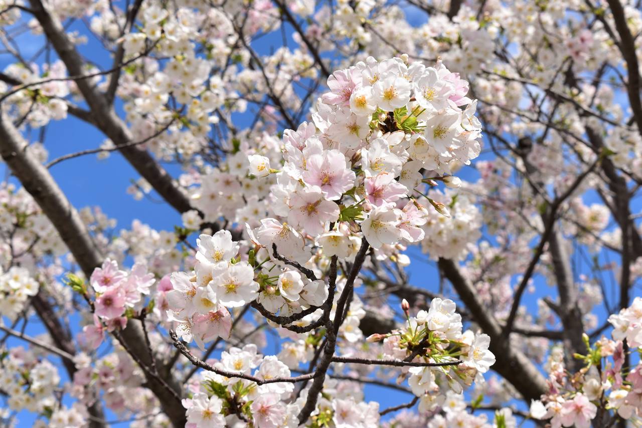 ドルフィンポート公園の桜