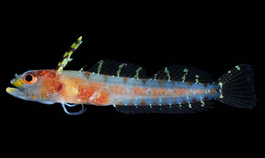 科學家在深海黯光區發現的新種生物。圖片來源：Carole Baldwin, Smithsonian