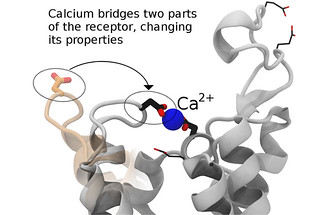 calcium bridges two parts of a cell receptor