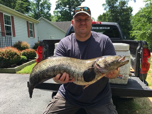 Photo of man holding state record snakehead