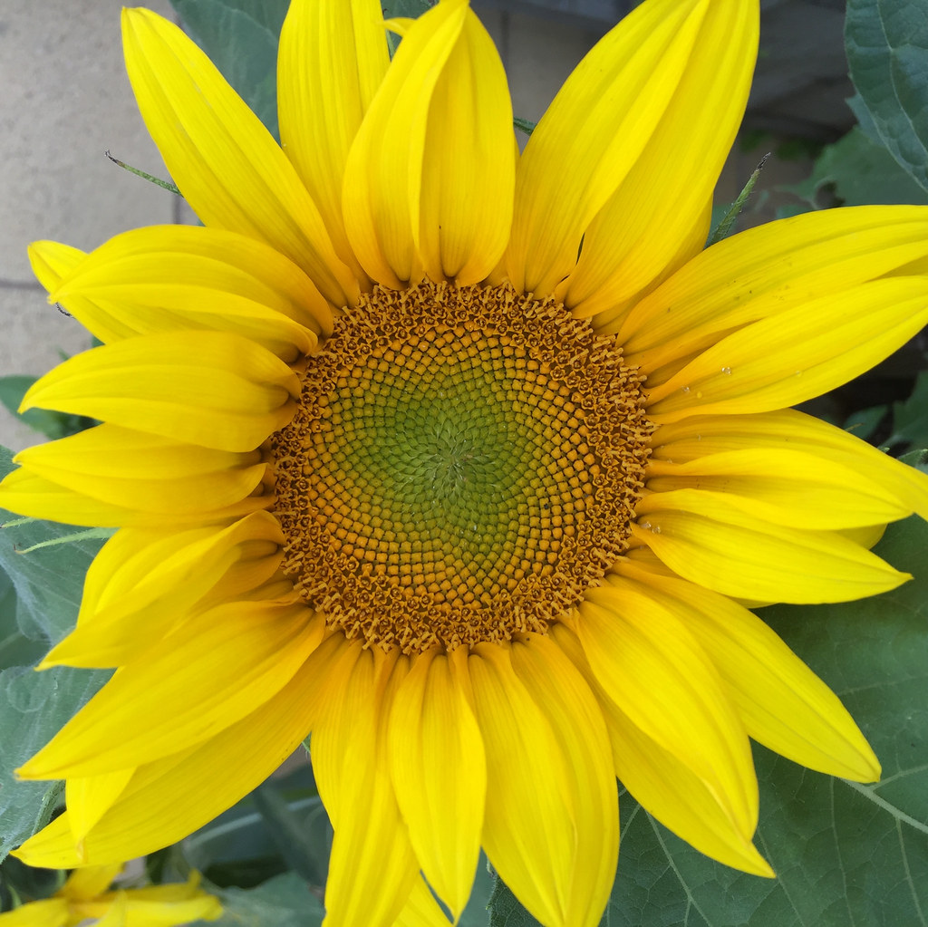 big sunflower, filling the frame