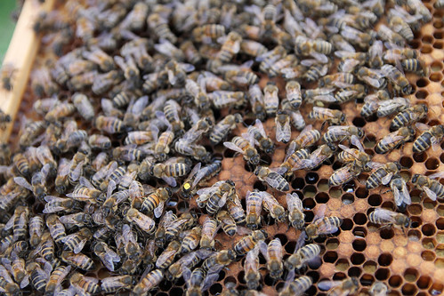 Honey  bees  on  a  hive