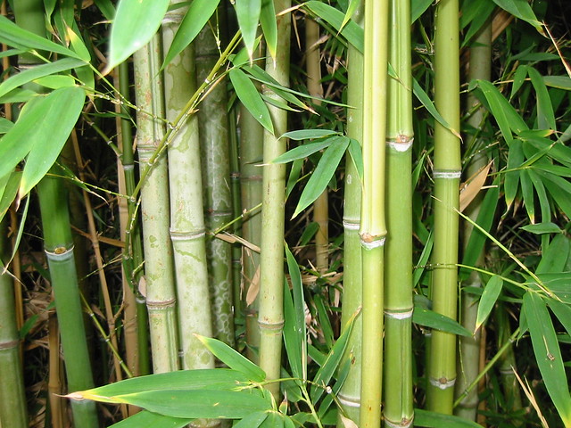Bamboo forest, natural light