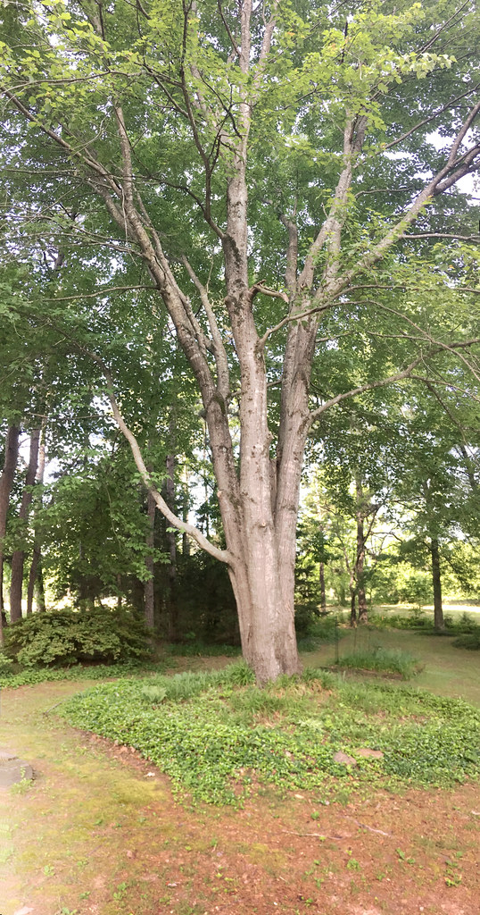 Red maple over 50 years old, west-central Arkansas, May 21, 2010 (Apple iPhone 6s)