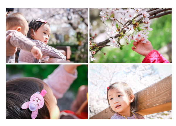 Family photo shoot for a client from Hong Kong❤ with cherry blossom 櫻花🌸 and tulips, Nagoya, Japan