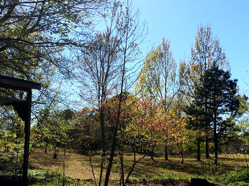 Progressing seasonal changes in west-central Arkansas; leaves on trees are opening, escaping last weekend's freeze, but there may be another this next weekend, April 10, 2018 (Apple iPhone 6s)