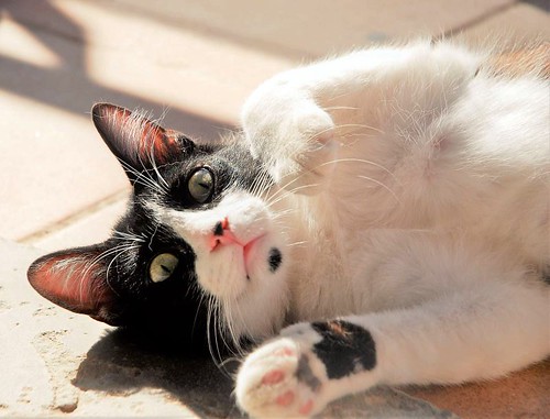 Oskar, gatito blanquinegro muy guapo extrovertido y dulce esterilizado nacido en Agosto´17, en adopción. Valencia. ADOPTADO.  40887488684_86e517ae29