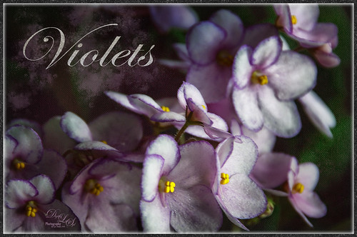 Image of some lovely Spring African Violets