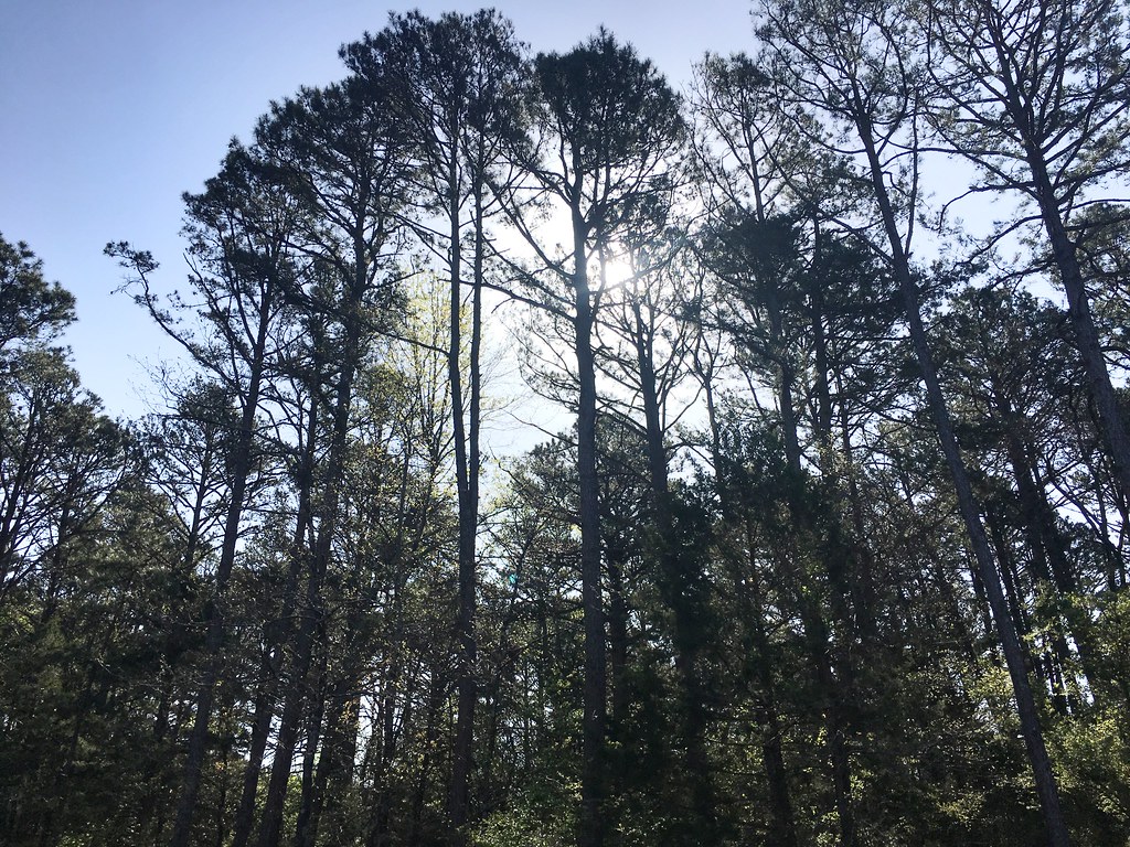 Sun through some of our pines, which have grown a bit in the 36 1/2 years we've been here, April 12, 2018, west-central Arkansas (Apple iPhone 6s)