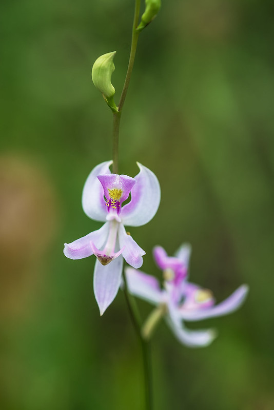 Pale Grass-pink orchid