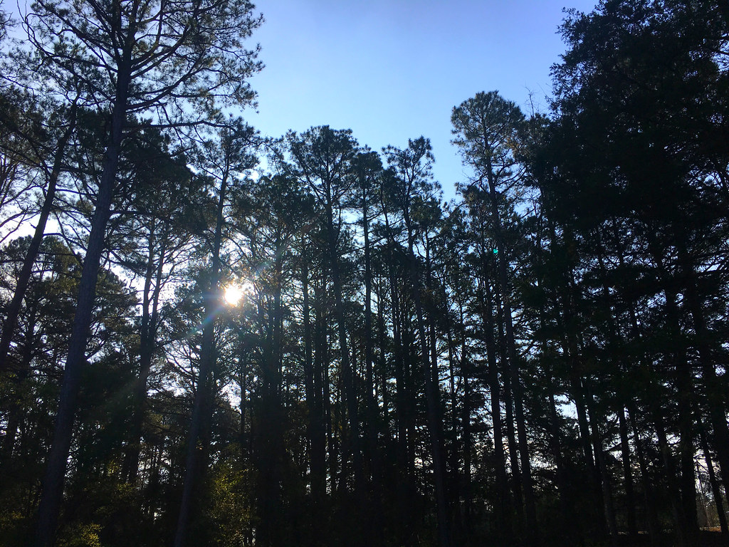 Sun peeking through trees after several overcast days, west-central Arkansas, March 30, 2018 (Apple iPhone 6s)