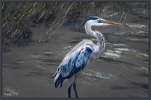Image of a Blue Heron from Mount Dora, Florida