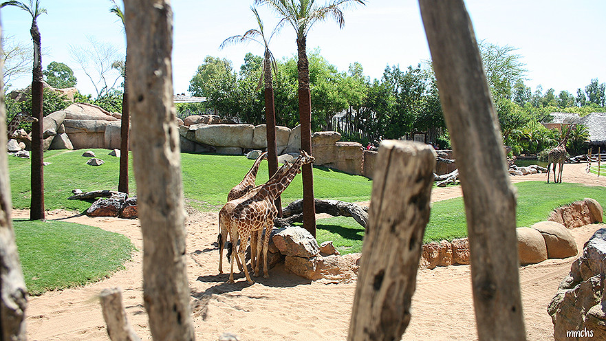 grupo de jirafas 