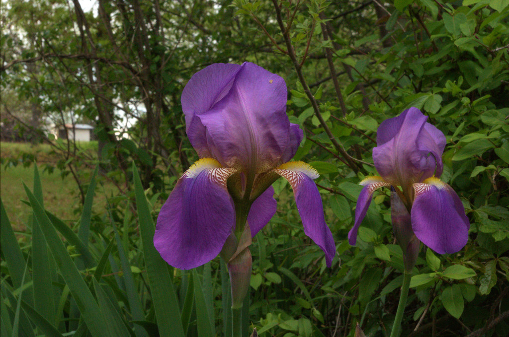 Iris blossoms; spring time in west-central Arkansas, April 23, 2018 (Pentax K-3 II)