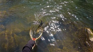 Trout in the net