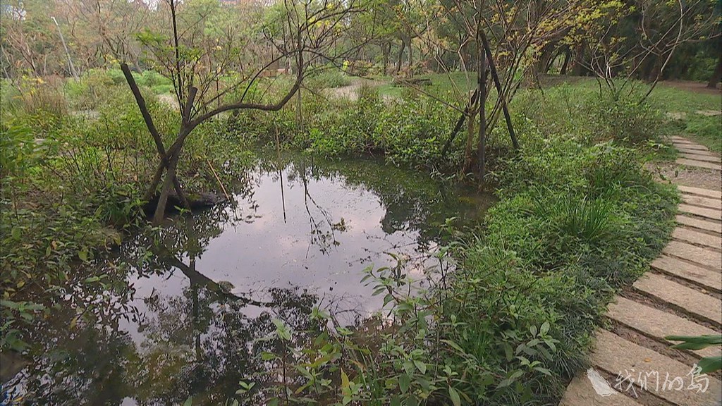 948-2-12大安森林公園之友基金會提出大灣草圳、帶狀濕地構想，希望野生動物停駐，喚醒人對水的關注。