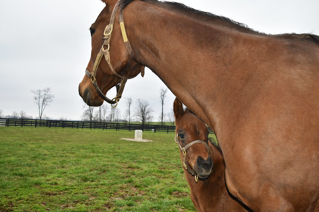 Coco’s Wildcat protecting her filly