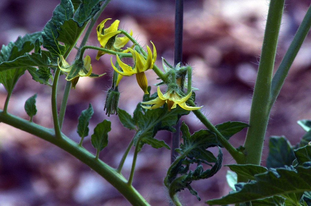 Tomato blossoms, west central Arkansas, May 13, 2018 (Pentax K-3 II)