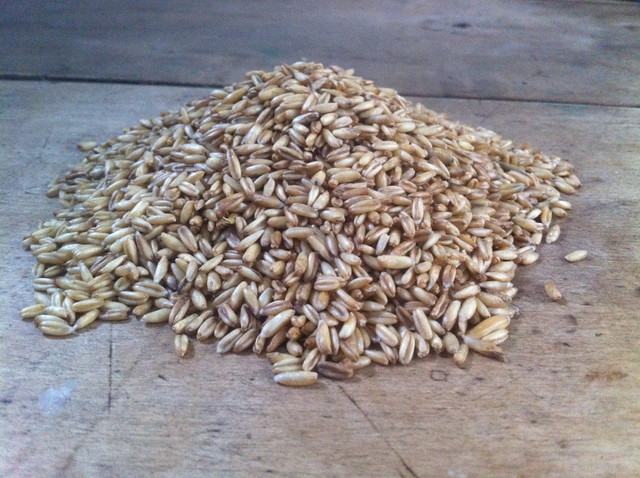 Pile of oat groats - Lena Stolle