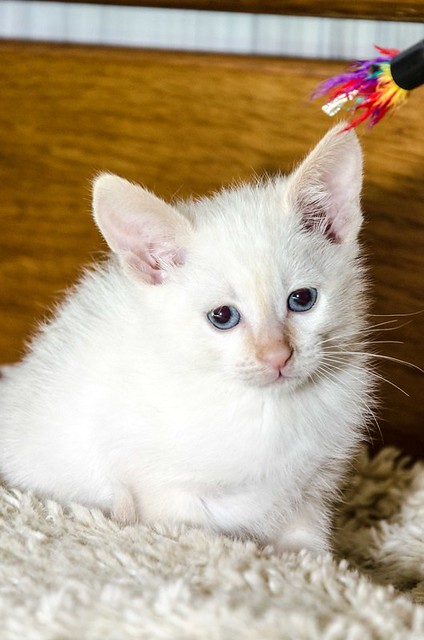 Bartolo, gatito Siamés Red Point dulce y guapo nacido en Marzo´18, en adopción. Valencia. ADOPTADO. 41971018201_bca0263b52_z