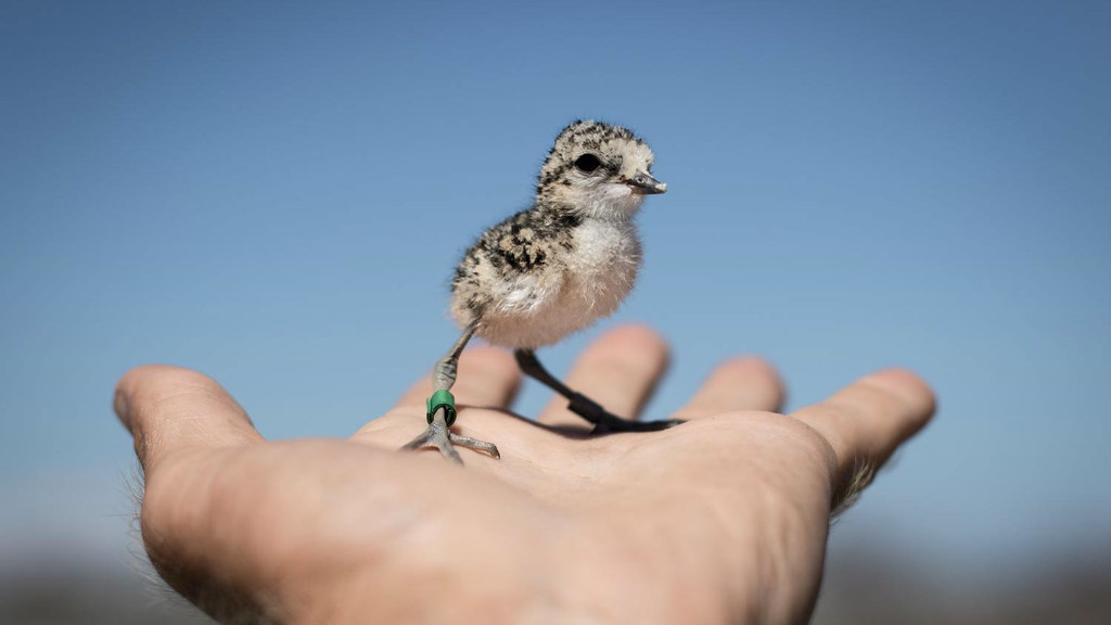 Snowy Plover on a hand.