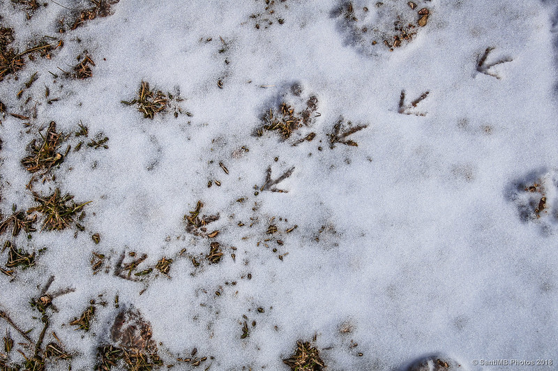 Huellas de pájaro en la nieve del camino de Peguera