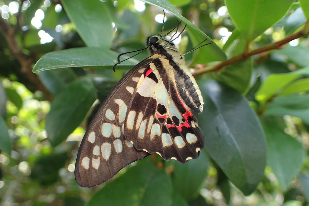 自然谷之星 青斑鳳蝶幼蟲的生活史 環境資訊中心