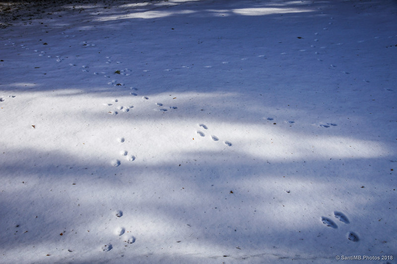 Pisadas de liebres sobre la nieve en el Coll de Salamó
