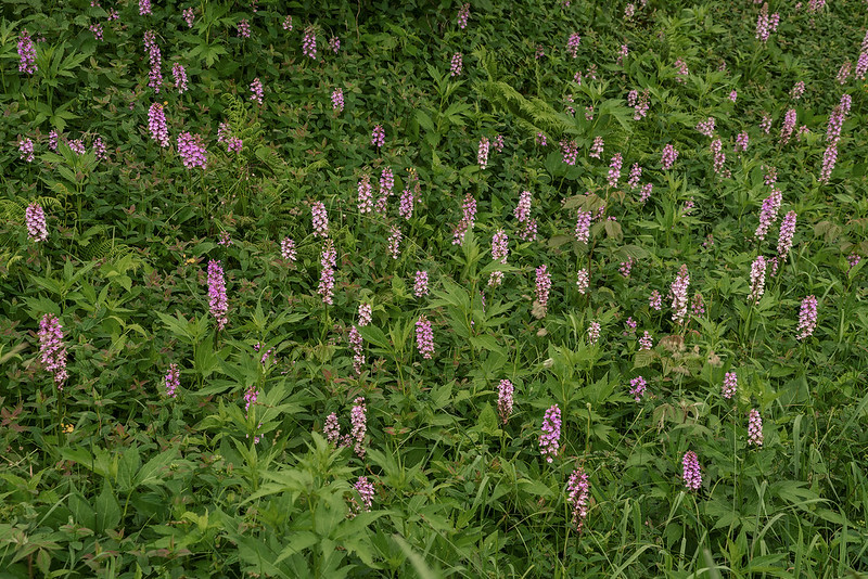 Large group of Small Purple Fringed orchids on the hillside