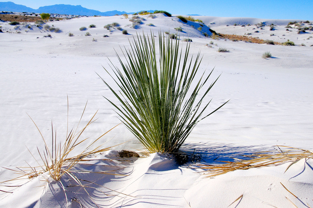 Narrowleaf Yucca, White Sands National Monument, New Mexico, October 13, 2011. Image shared as public domain on Pixabay and Flickr as “Narrowleaf Yucca.”