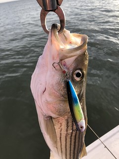 Photo of striped bass being held with fish grabber