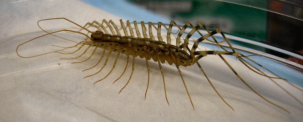 House Centipede | As horrid as these things look, they are ...