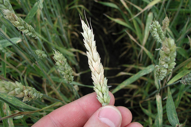 Typical premature whitening of a wheat head infected with the fungus that causes Fusarium head blight