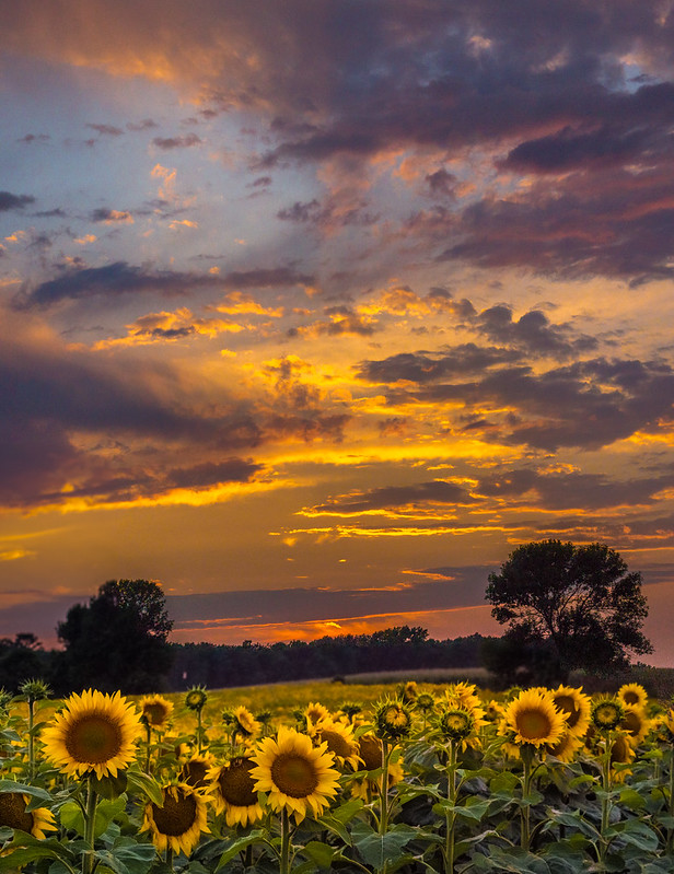 Sunflower, Sunflowers, Sunset, Sky
