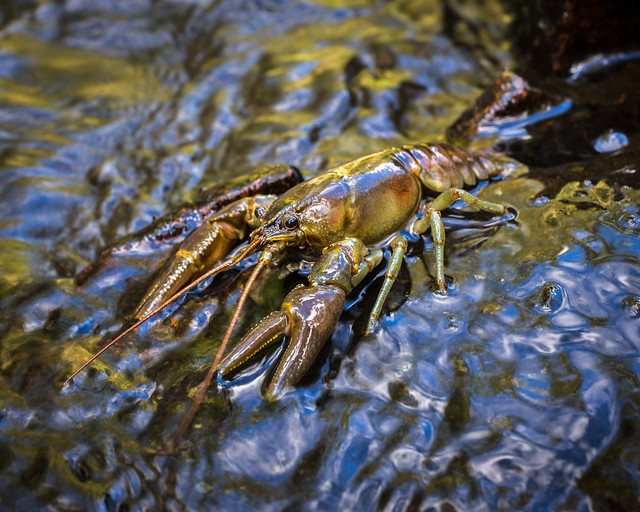 Crayfish, Crawdad, Shellfish, Nature, Water