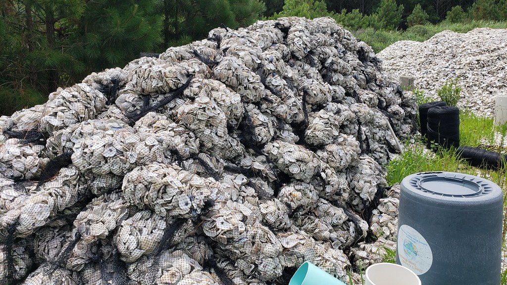 Picked up a few Oyster shells for the garden 43736864301_a24297be8e_b