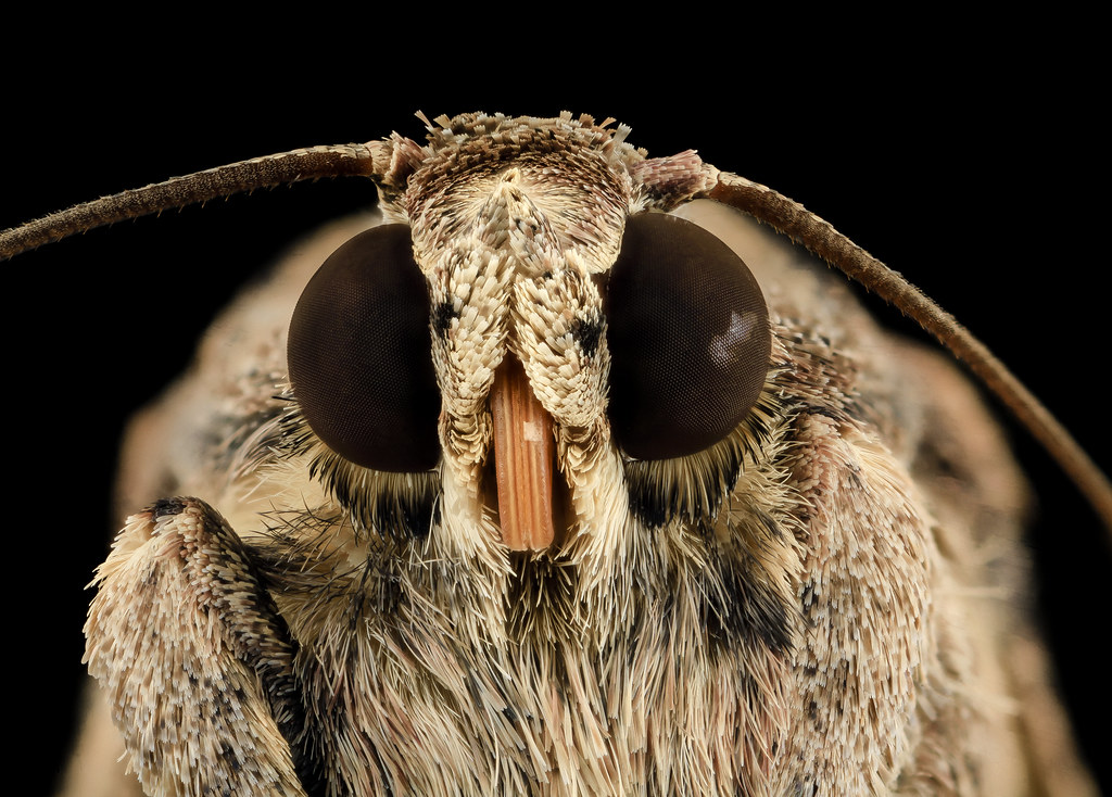 秋行軍蟲，Spodoptera frugiperda。作者：USGS Bee Inventory and Monitoring Lab from Beltsville, Maryland, USA；圖片來源：維基百科