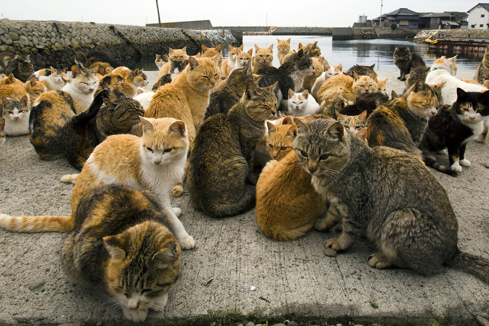 Остров кошек Аошима фото