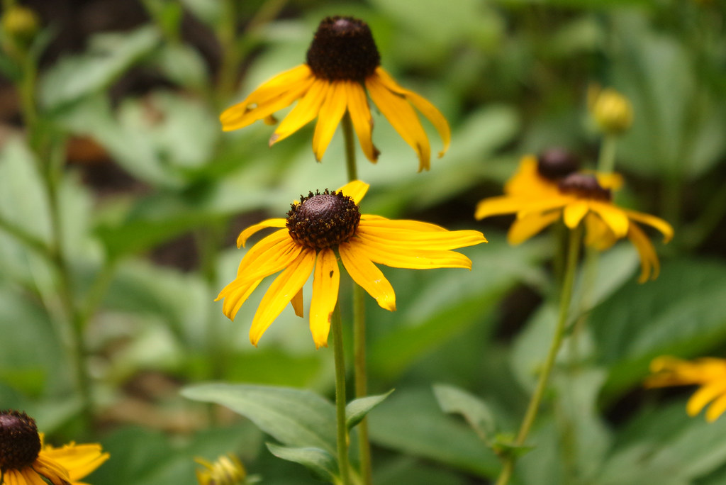 Black Eyed Susan, West-central Arkansas, July 18, 2018. Photo shared as public domain on Pixabay and Flickr as “Black Eyed Susan.”