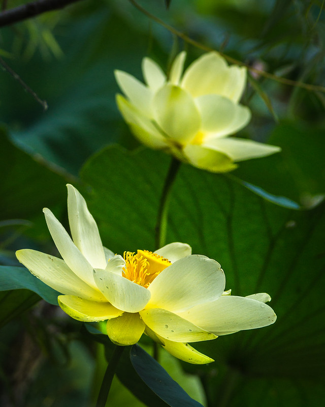 Lotus, Water Lily, Flower, Pond, Wildflowers