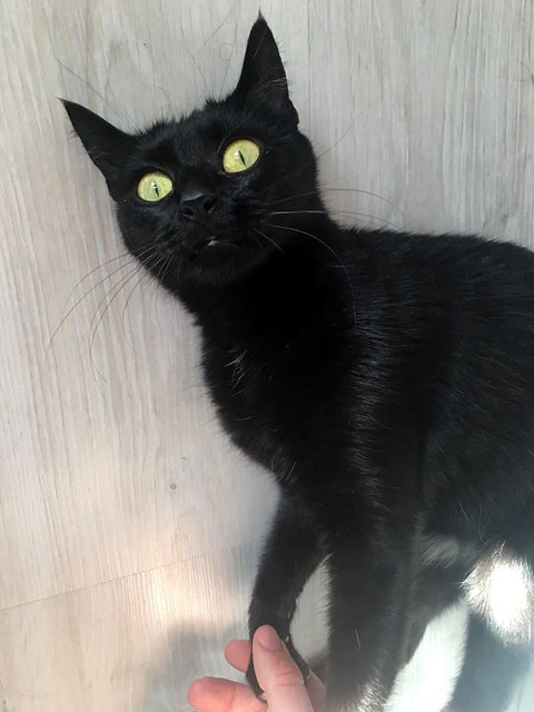 Morita, gatita negra divertida y guapa nacida en Marzo de 2017, en adopción. Valencia. ADOPTADA. 43685072152_73caf1b05b_z