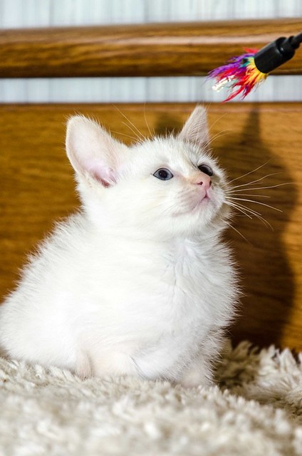 Bartolo, gatito Siamés Red Point dulce y guapo nacido en Marzo´18, en adopción. Valencia. ADOPTADO. 27102170917_b6bbed9917_z