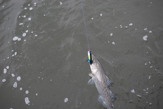 Striped Bass in the water and on the line.