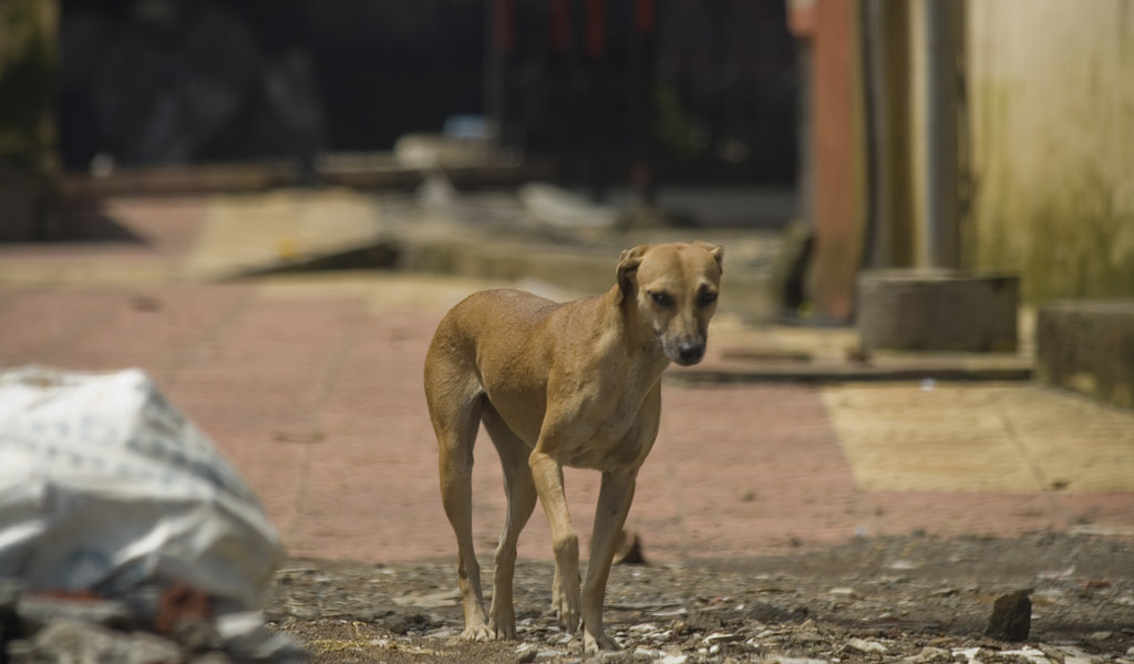 遊蕩在孟買街道的犬隻。圖片來源：peter pelisek（CC BY-NC-ND 2.0）