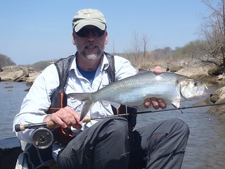 Photo of man holding American shad