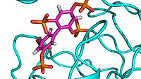 The 3D structure of SHIP2 (cyan) with the Bath-designed inhibitor molecule bound (pink and orange)