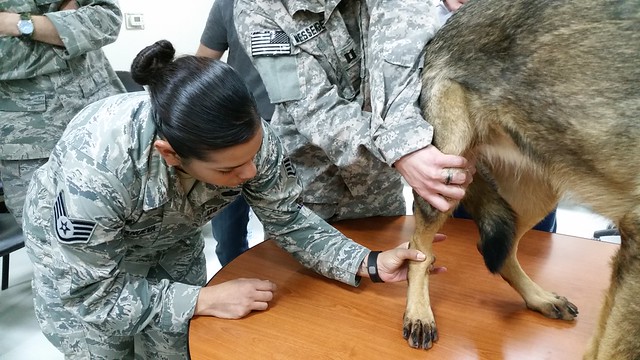 Melissa Villanueva is pictured working on a dog while she was a medic in the Air Force
