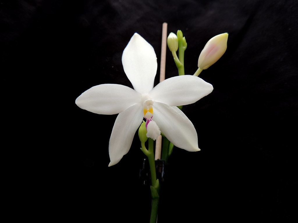 Phalaenopsis tetraspis 42078203931_7772664a64_b