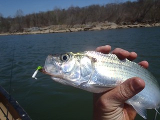 Hickory shad being held